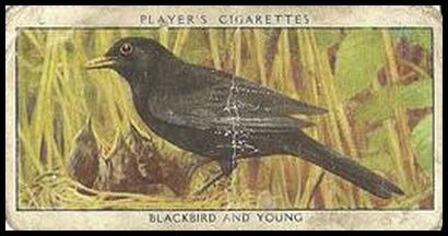 32PWB 1 Blackbird and Young.jpg